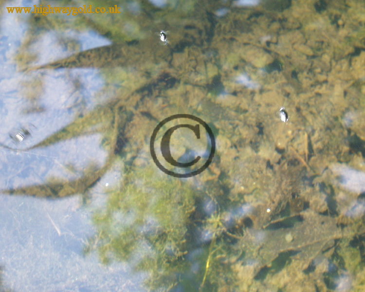 Fairhaven Water Garden