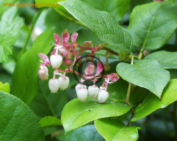 Fairhaven Water Garden