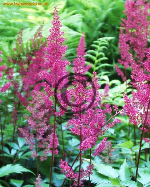 Fairhaven Water Garden