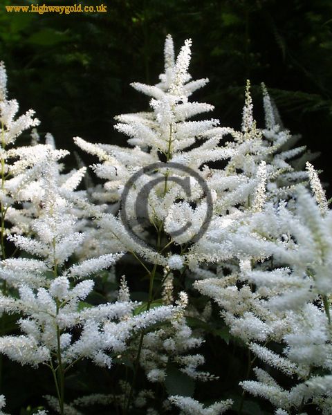 Fairhaven Water Garden