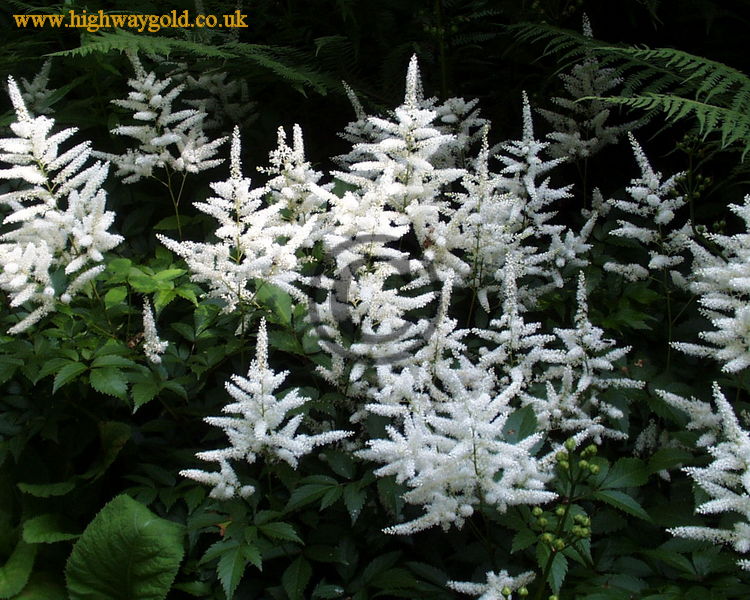 Fairhaven Water Garden