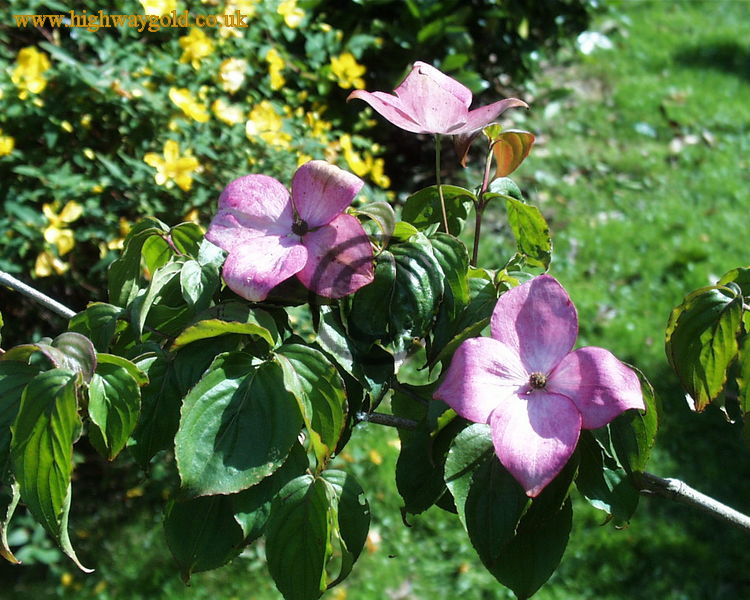 Fairhaven Water Garden