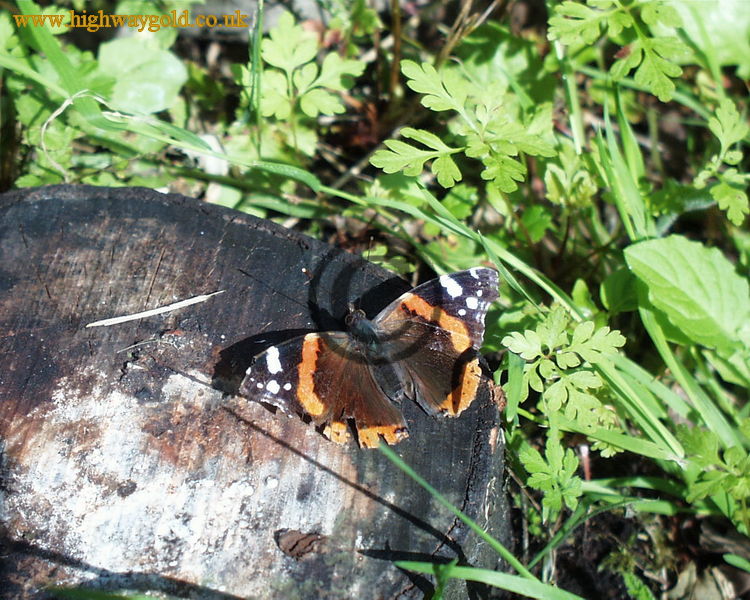 Red Admiral