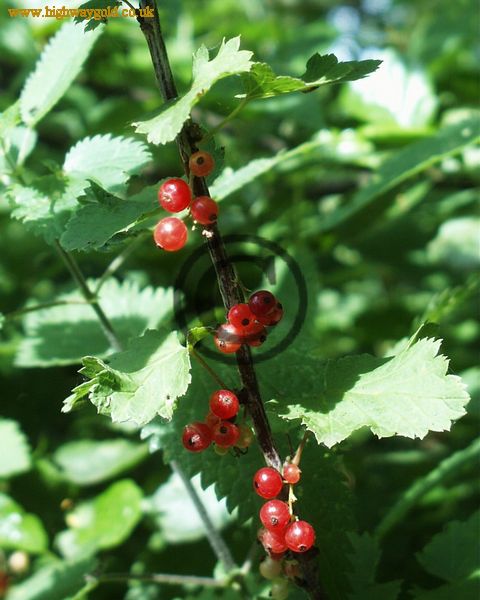 Fairhaven Water Garden