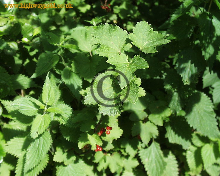 Fairhaven Water Garden