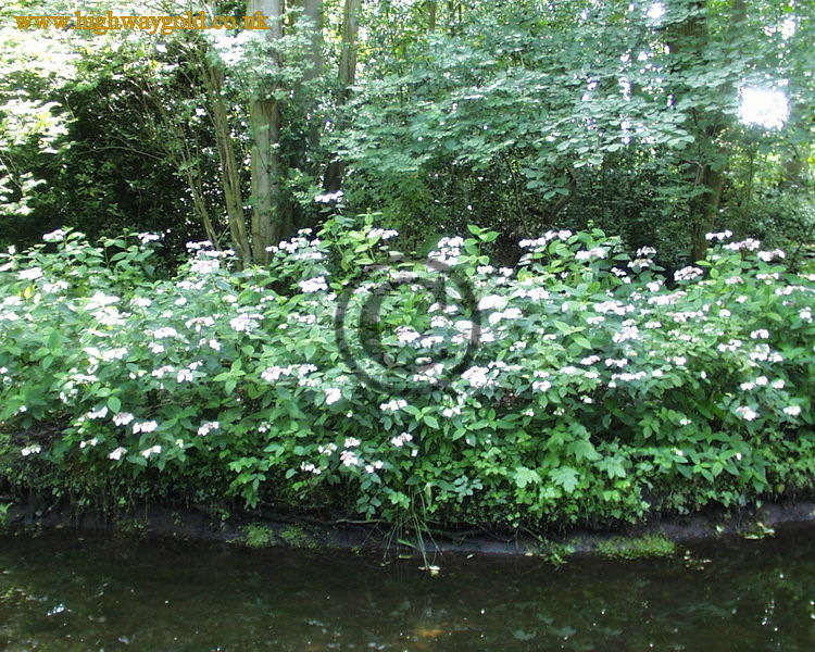 Fairhaven Water Garden