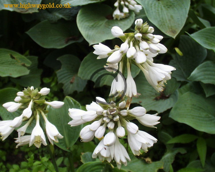 Fairhaven Water Garden
