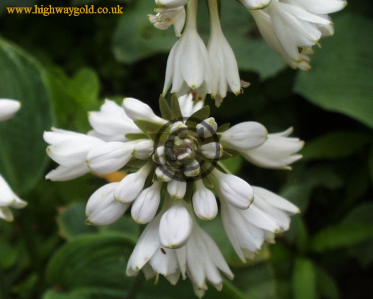 Fairhaven Water Garden