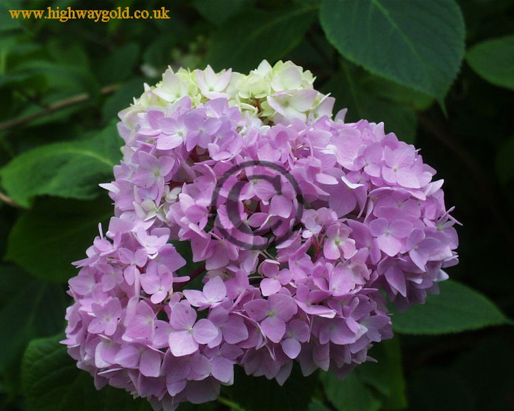 Fairhaven Water Garden