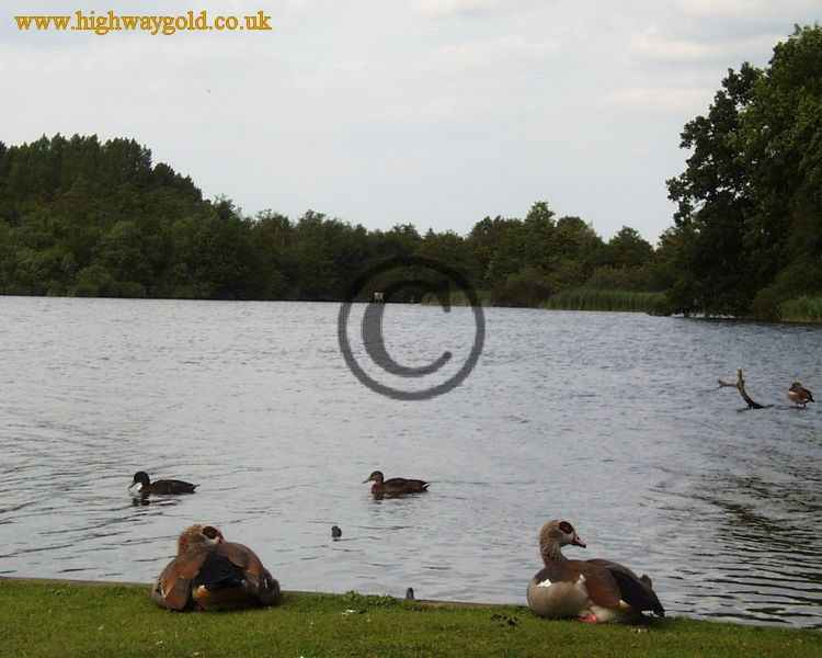 Fairhaven Water Garden