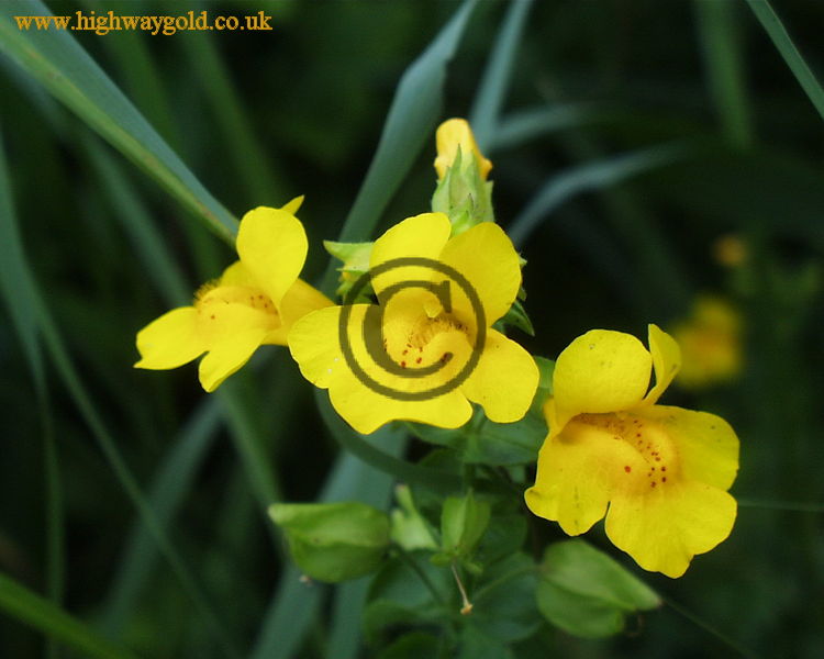 Fairhaven Water Garden