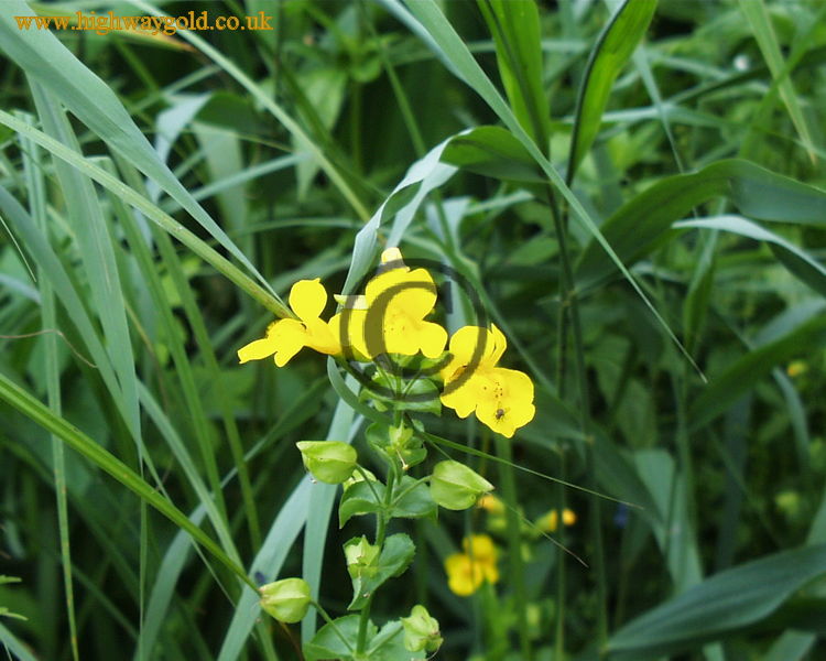 Fairhaven Water Garden