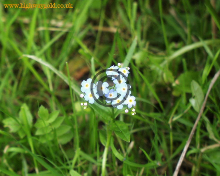 Fairhaven Water Garden