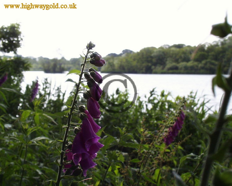 Foxglove