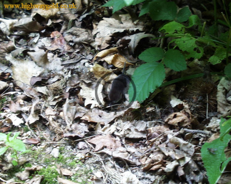 Fairhaven Water Garden