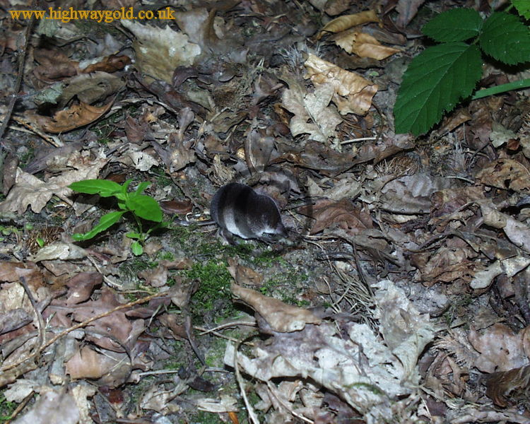 Fairhaven Water Garden
