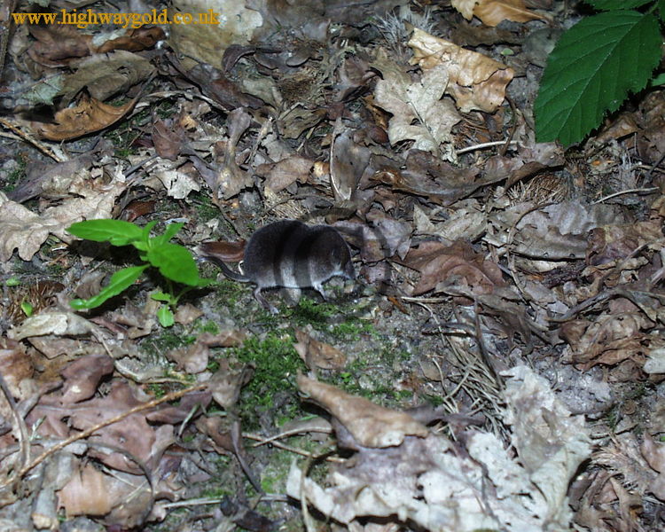 Fairhaven Water Garden