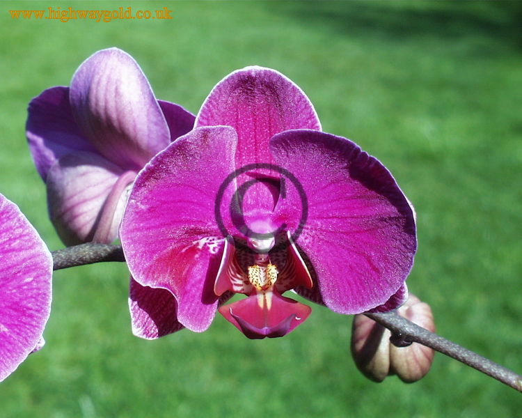 Phalaenopsis