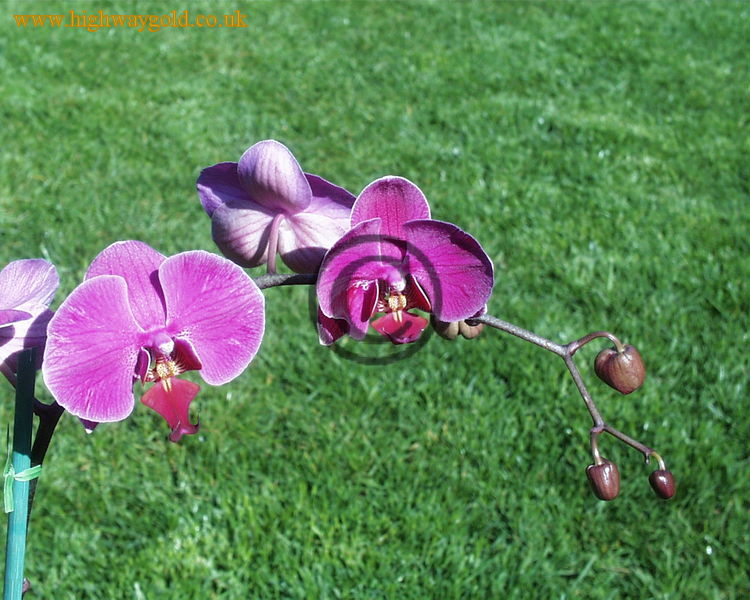 Phalaenopsis