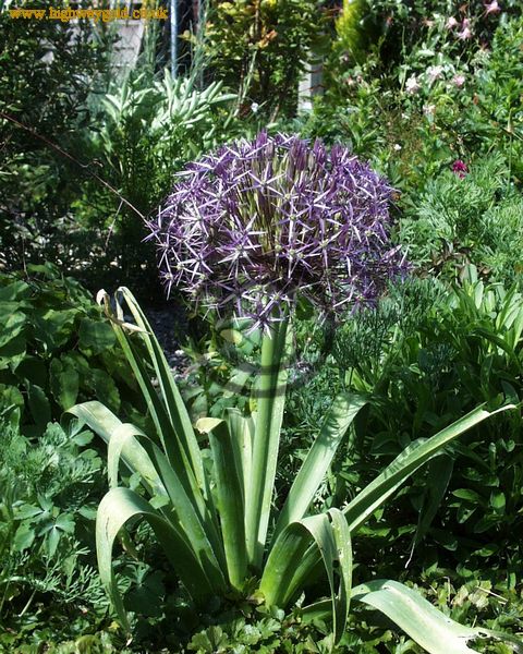 Allium cristophii