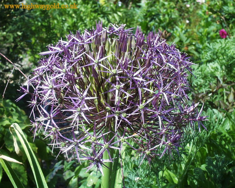 Allium cristophii