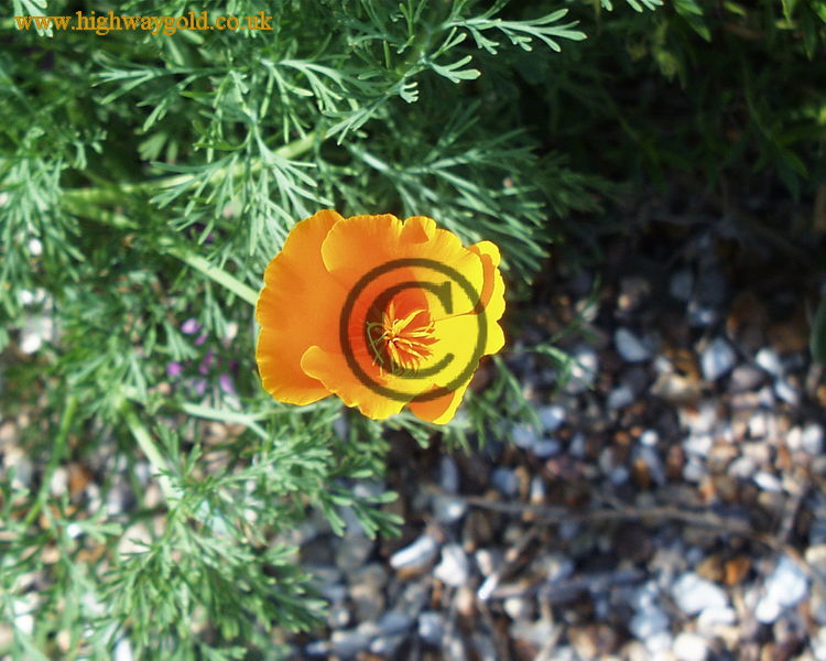 Eschscholzia californica