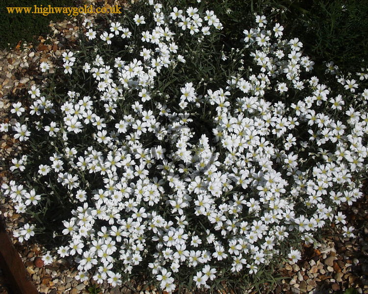 Cerastium tomentosum