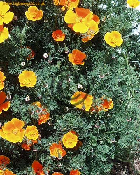 Californian Poppy
