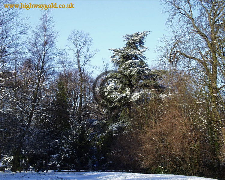 Winter Scene