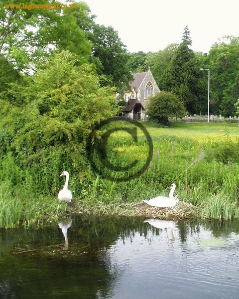 Pair of Mute Swans nesting on the riverbank