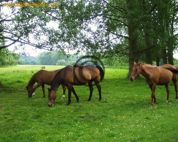 Horses grazing