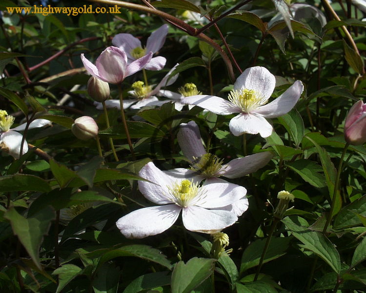 Clematis montana