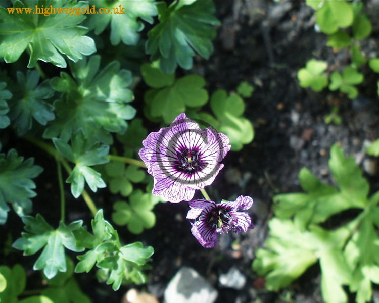 Erodium