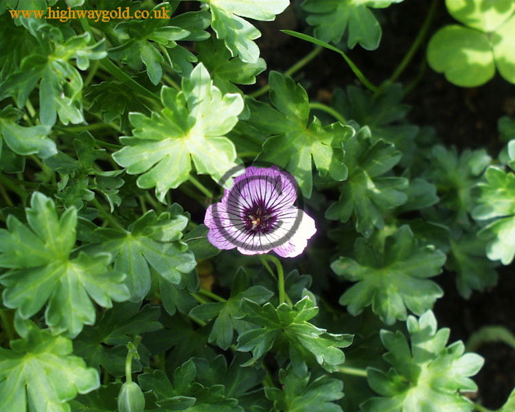 Erodium