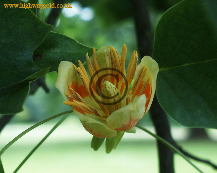 Liriodendron tulipifera