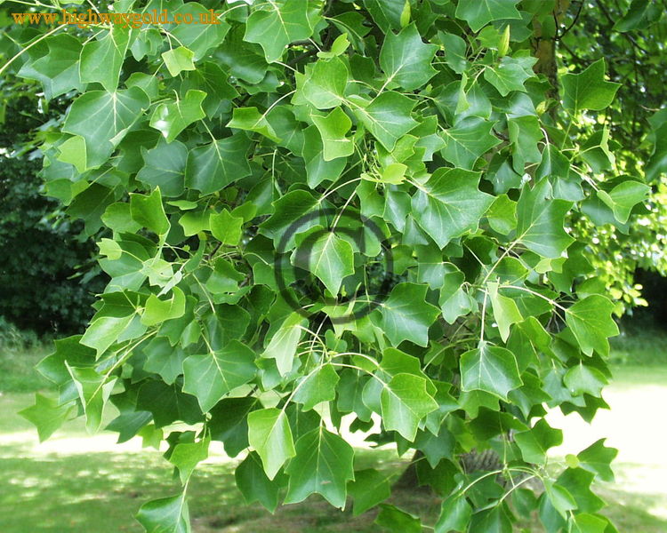 Liriodendron tulipifera