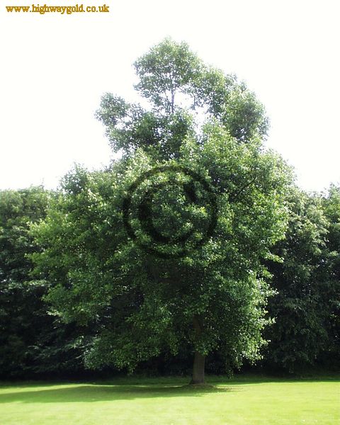Liriodendron tulipifera