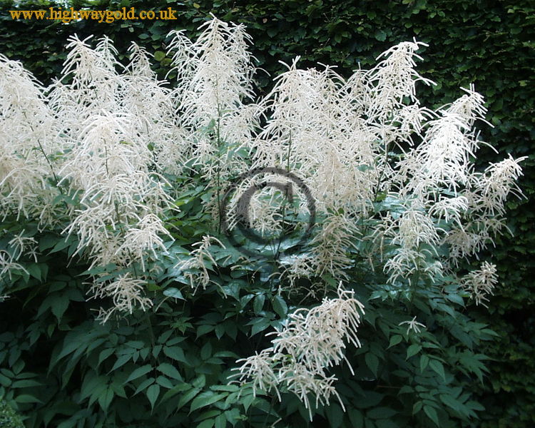 Aruncus dioicus