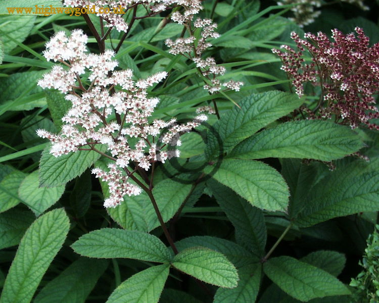 Rodgersia pinnata