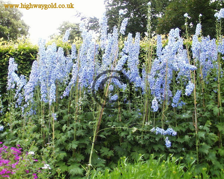 Delphinium 'Lady Cynthia'