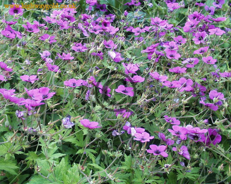 Geranium psilostemon