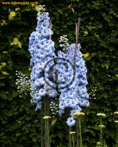 Delphinium 'Pericles'