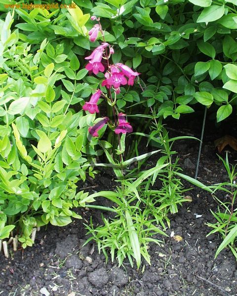 Penstemon cerise