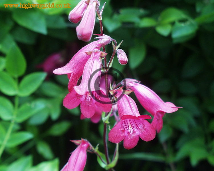 Penstemon cerise