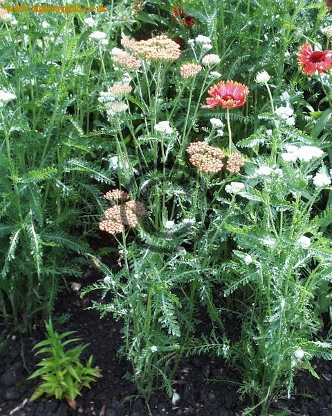 Achillea 'Feuerland'