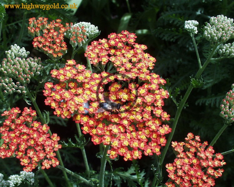 Achillea 'Feuerland'
