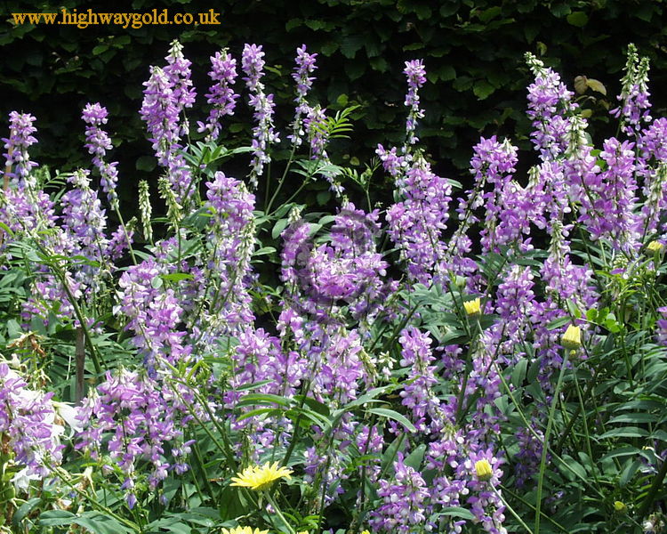 Galega officinalis 'Lady Wilson'