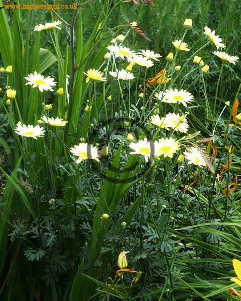 Anthemis tinctoria 'Wargrave'