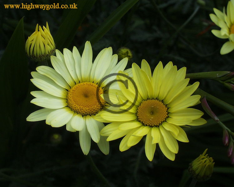 Anthemis tinctoria 'Wargrave'
