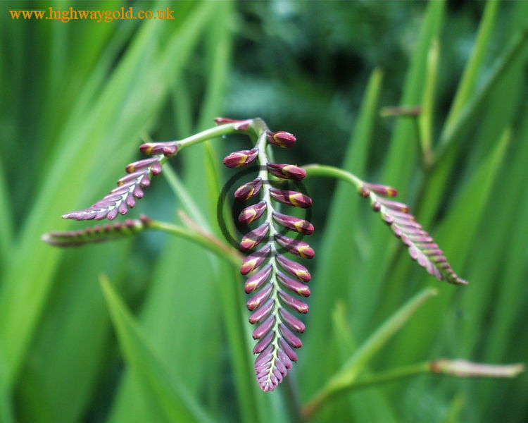 Crocosmia 'Lucifer'